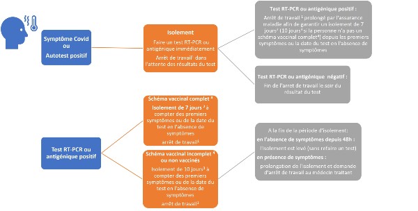 schema-salarié-symptomatique-ou-testé-positif-covid